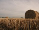 IMG 1885