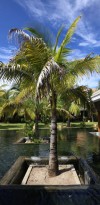htel maritim crystal beach 26042824605 o