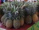 IMG 4285