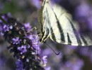 IMG 7684