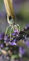 IMG 7782