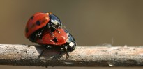 IMG 7868