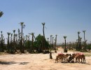 IMG 4438