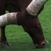 IMG 4994